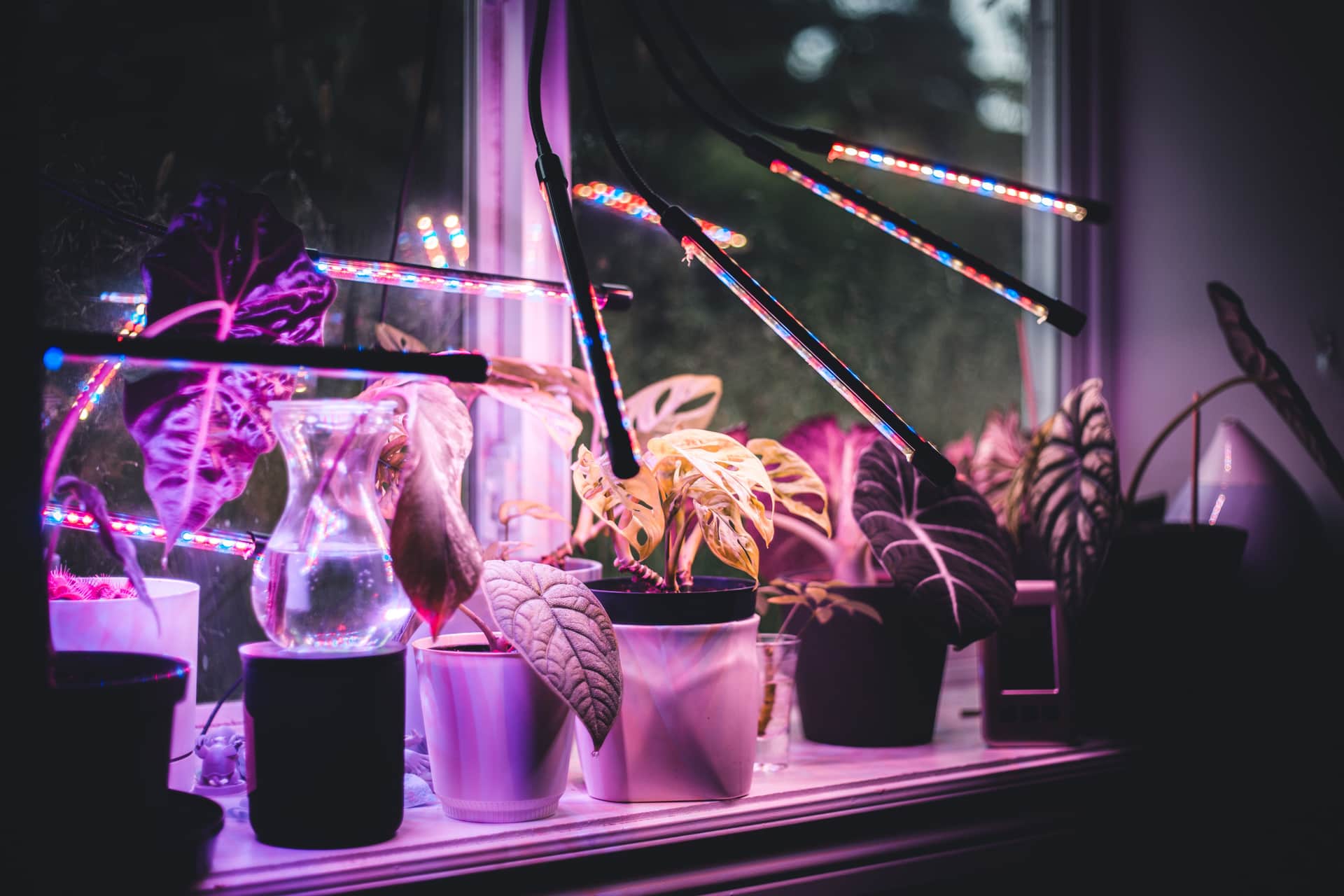 Potted plants on a windowsill lit by LED grow light bars