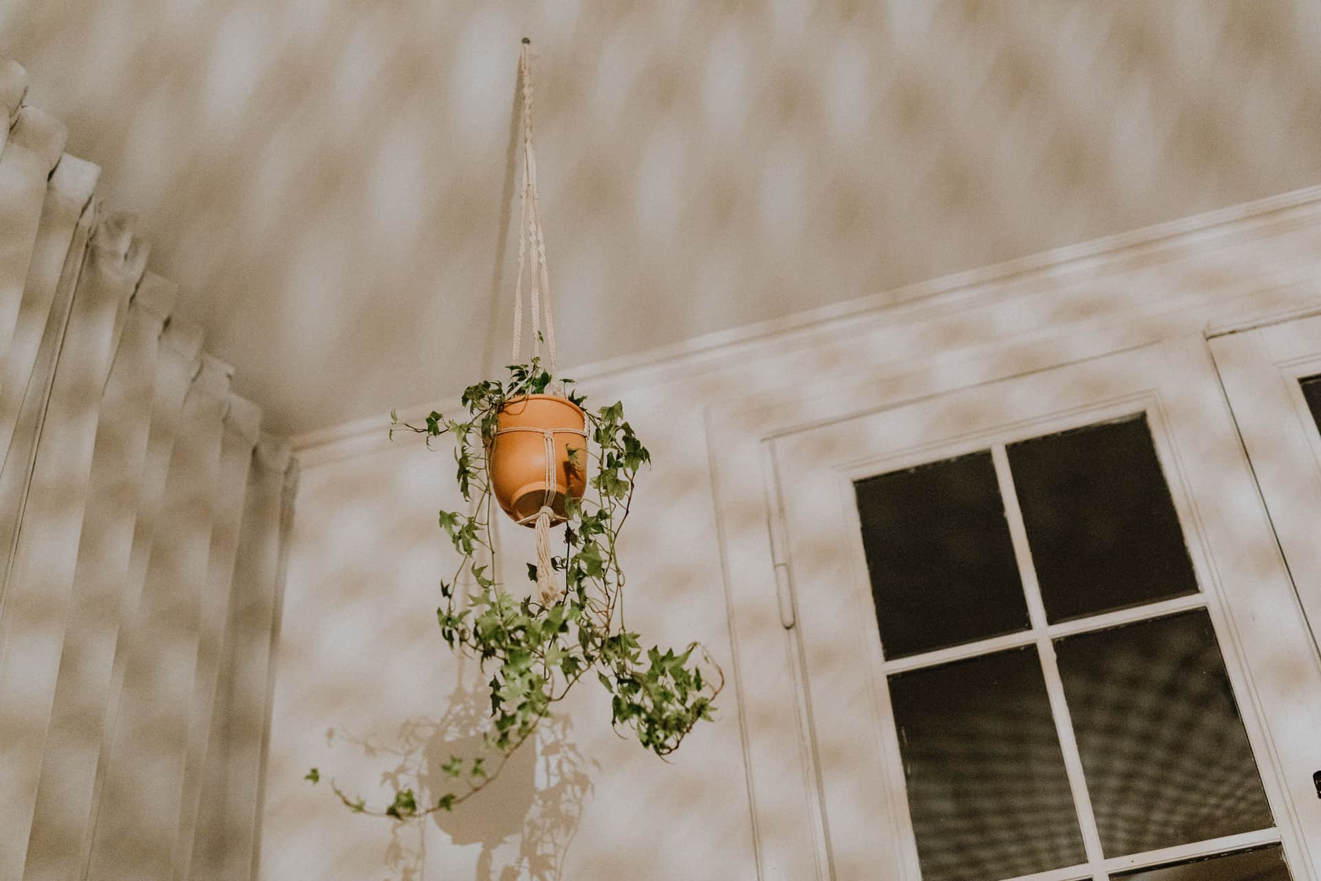 A hanging plant silhouetted against a window with patterned shadows on the wall