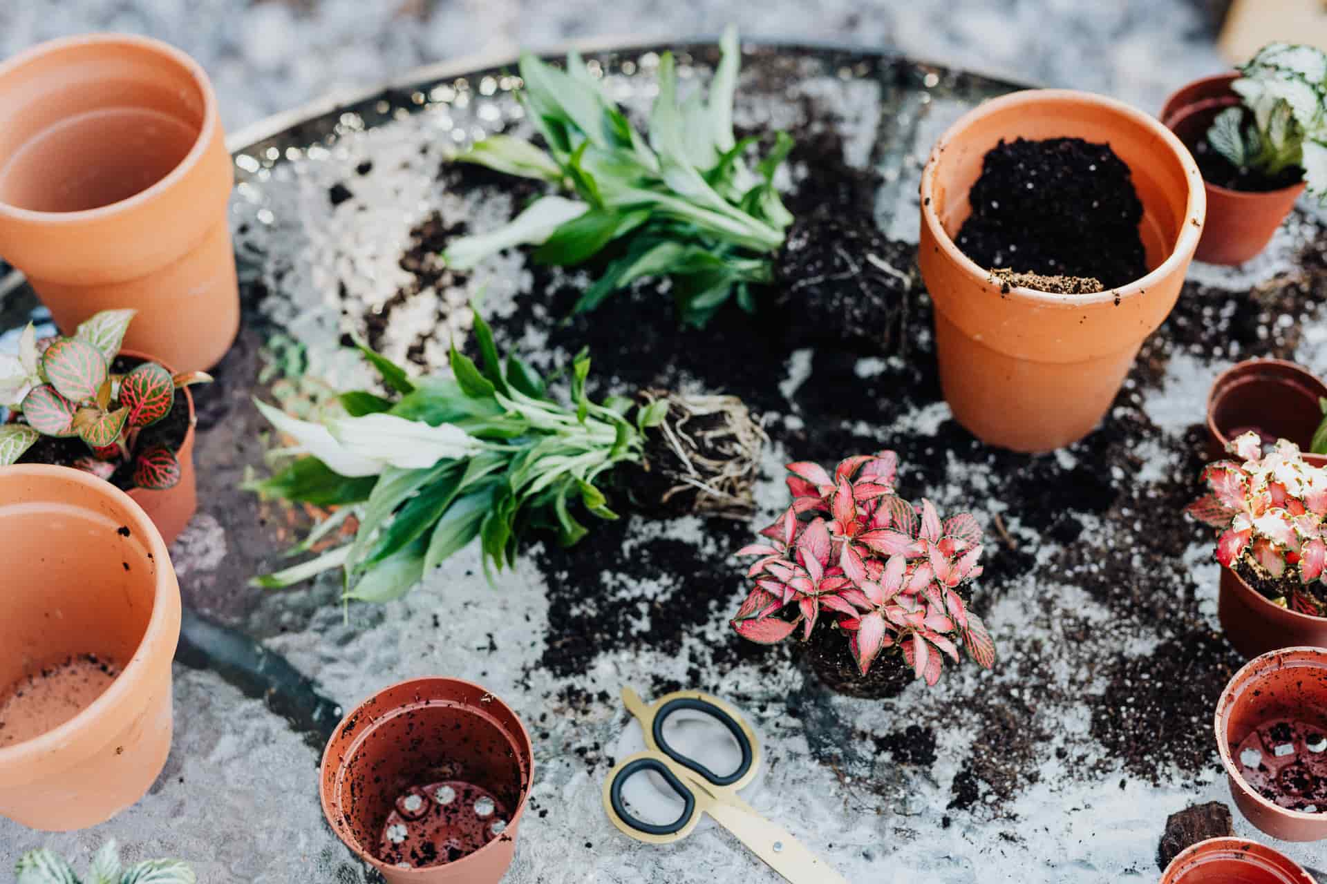 Pots, potting mix and hand tools laid out on a table before repotting