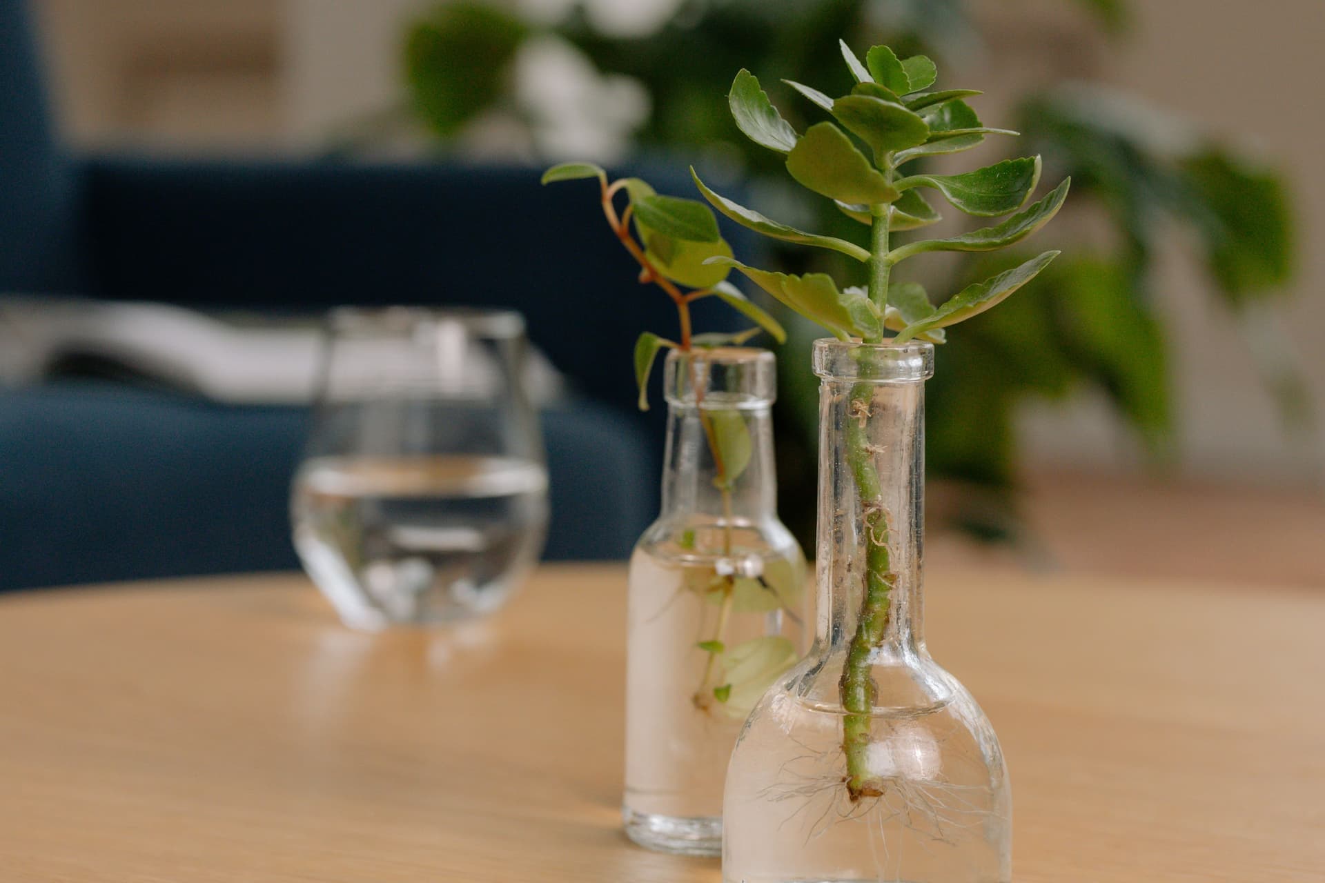 Two cuttings rooting in glass bottles on a wooden table