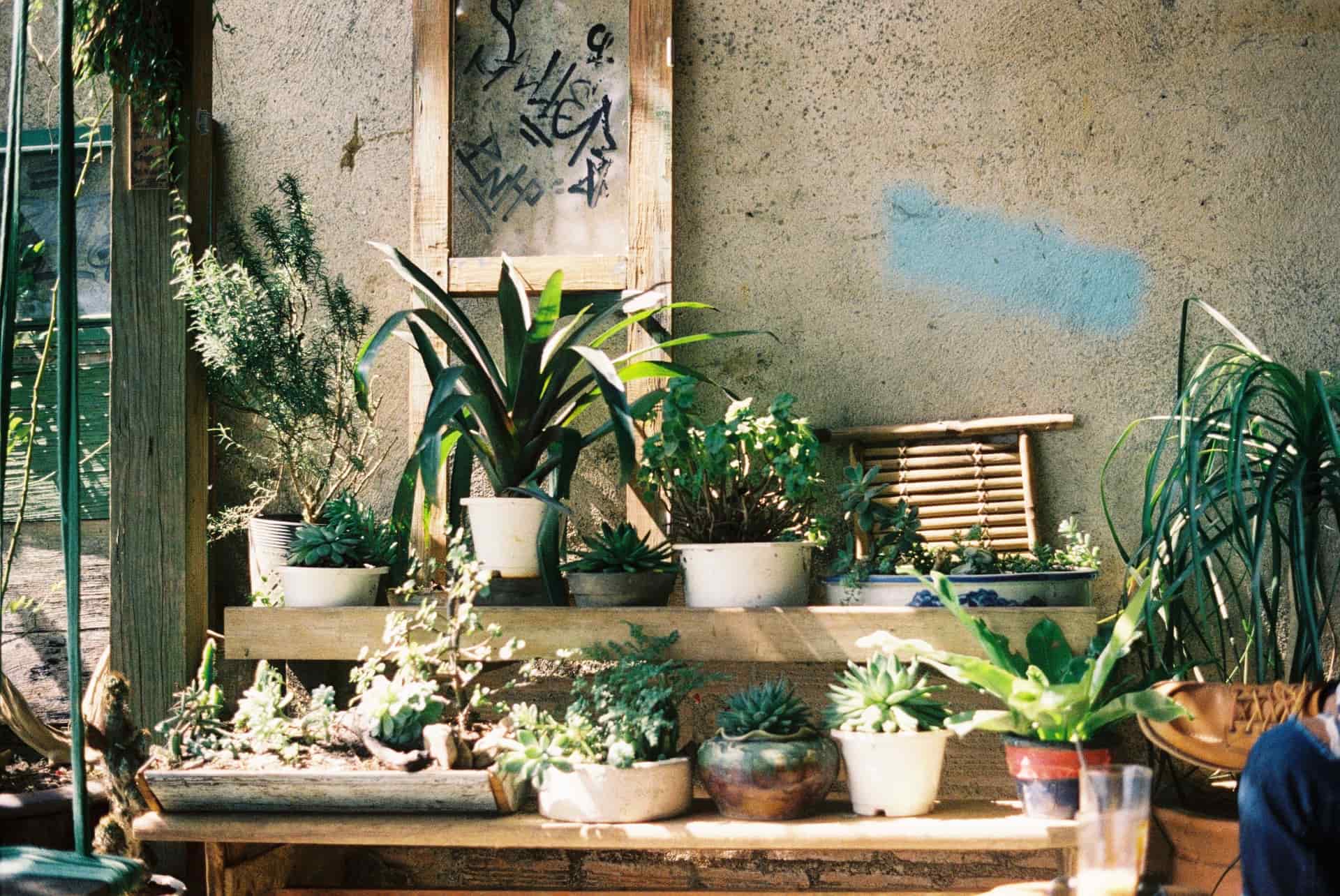 Potted houseplants arranged across the shelves of a wooden plant stand in an apartment