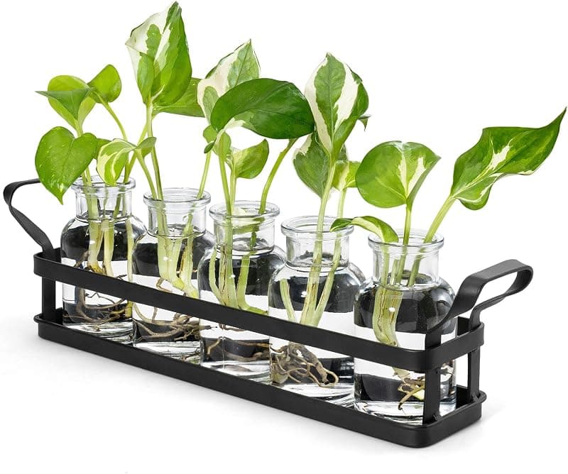 Mkono 5 Jar Desktop Propagation Station with Stand